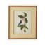 Catesby Bird And Botanical IV Print