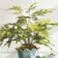 Plumosa Fern Drop-In 21"