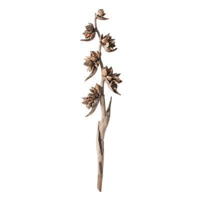 Star Pod Plant