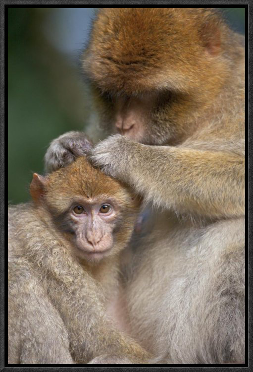 " Barbary Macaque Mother Grooming Baby, Affenberg Salemlake, Constance, Germany ", 18" H x 12" W, Wrapped Canvas