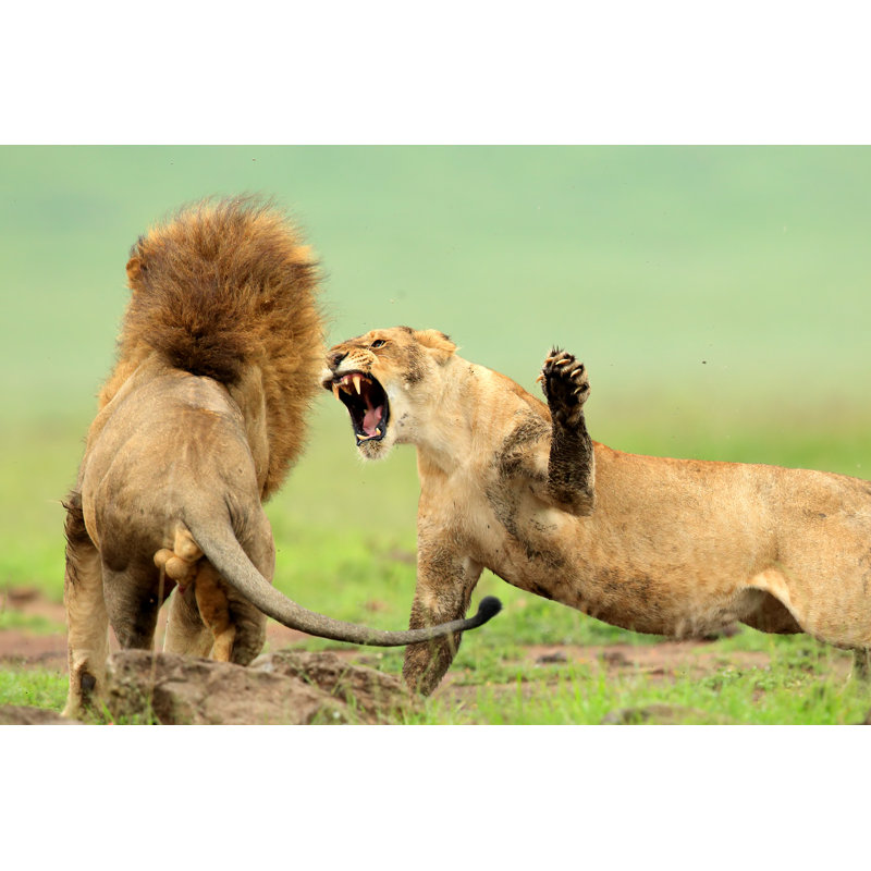 Angry Lion by Timur_T - Wrapped Canvas Print, 51cm H x 76cm W x 3.8cm D