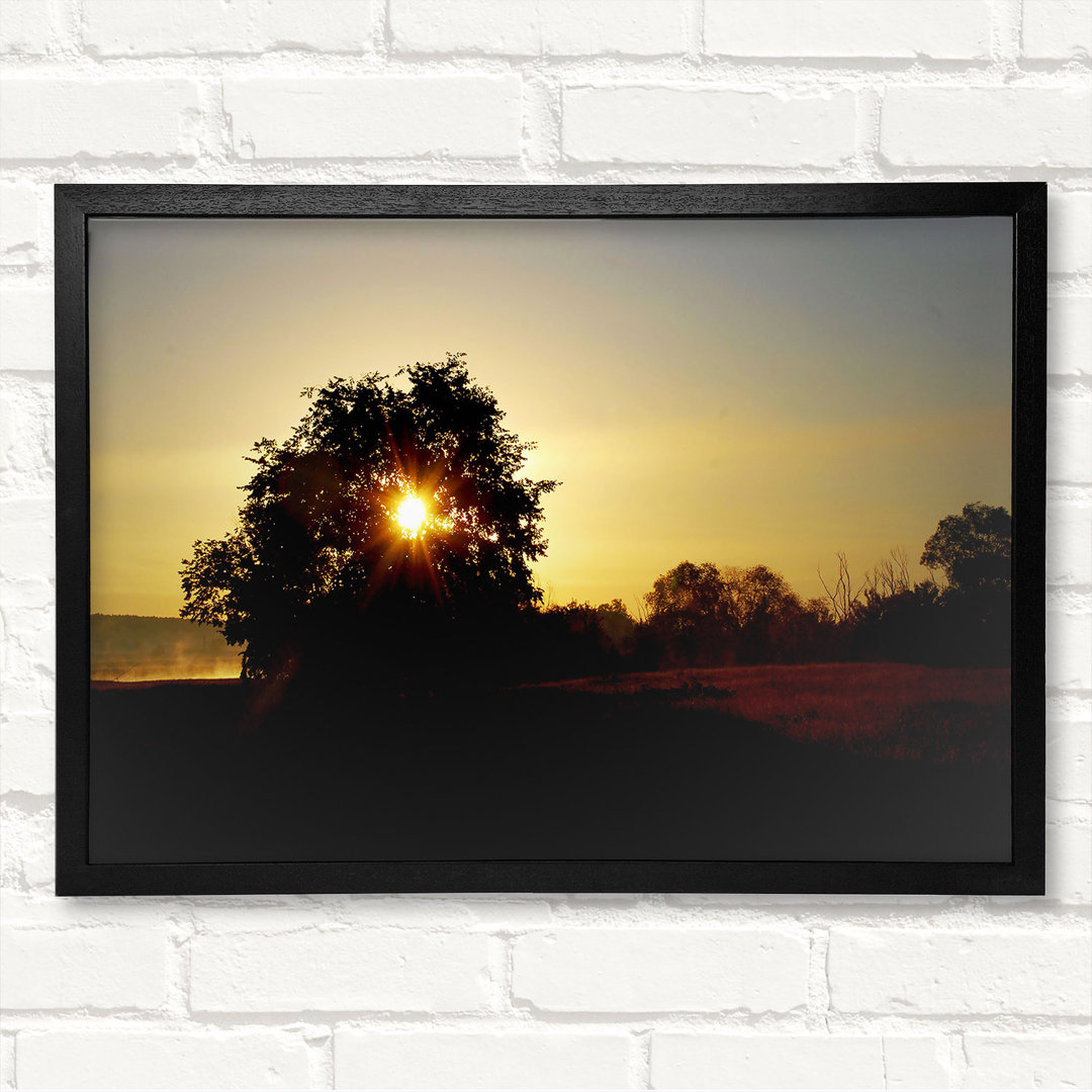 Sonne durchdringt den Baum Gerahmter Druck