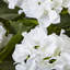Annitta Plant in Pot-162164944