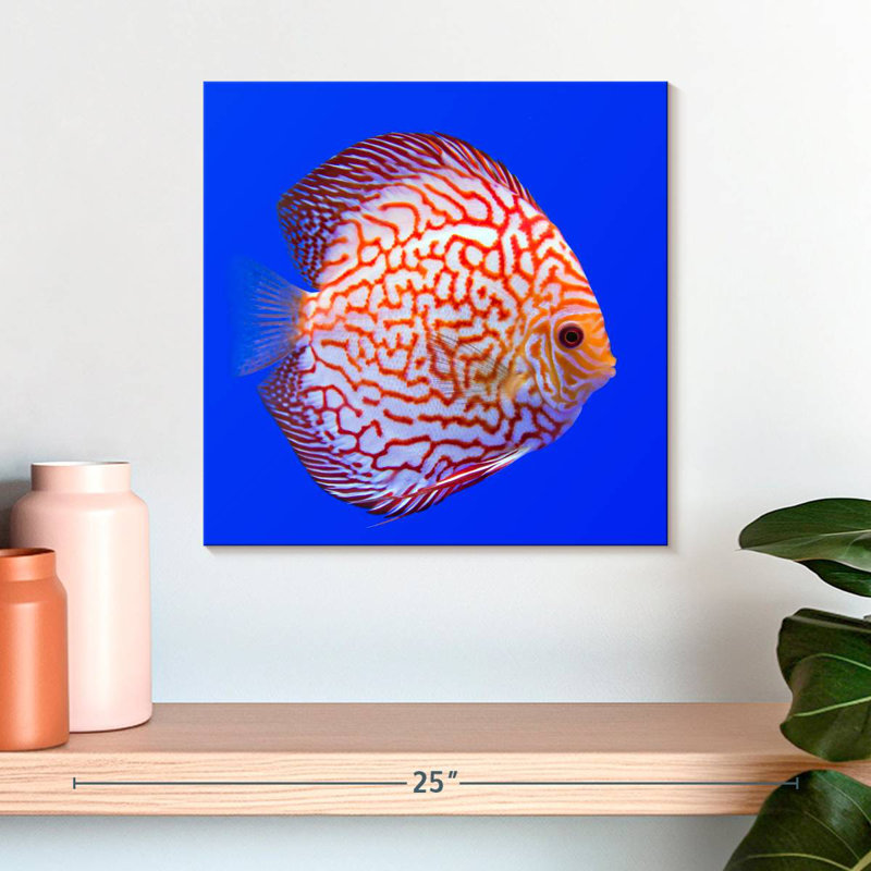 Brampt Exotic Discus Fish, 16" H x 16" W