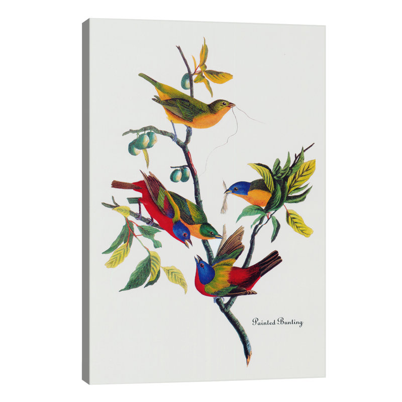 Painted Bunting by John Audubon - 1 Piece Painting on Canvas, 20.32 cm H x 30.48 cm W, No Frame