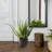 26'' Faux Agave Succulent in Planter
