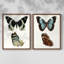 Papillons bleus antiques I - impression encadrée de qualité supérieure - prête à être accrochée - aucun clou requis - aucun clou requis-1500106522-1500106534