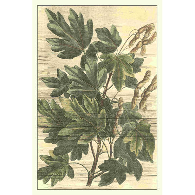 Feuilles d'érable patinées I