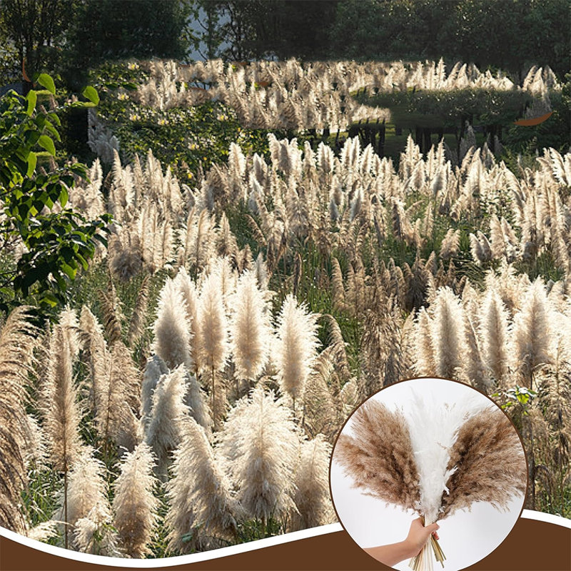 20 pièces Boho Decor, pelucheux herbe de Pompas, herbe de Pampas naturelle sèche petite, courte vrac Pampass pour Boho Room Decor, décoration de table basse (17 pouces)