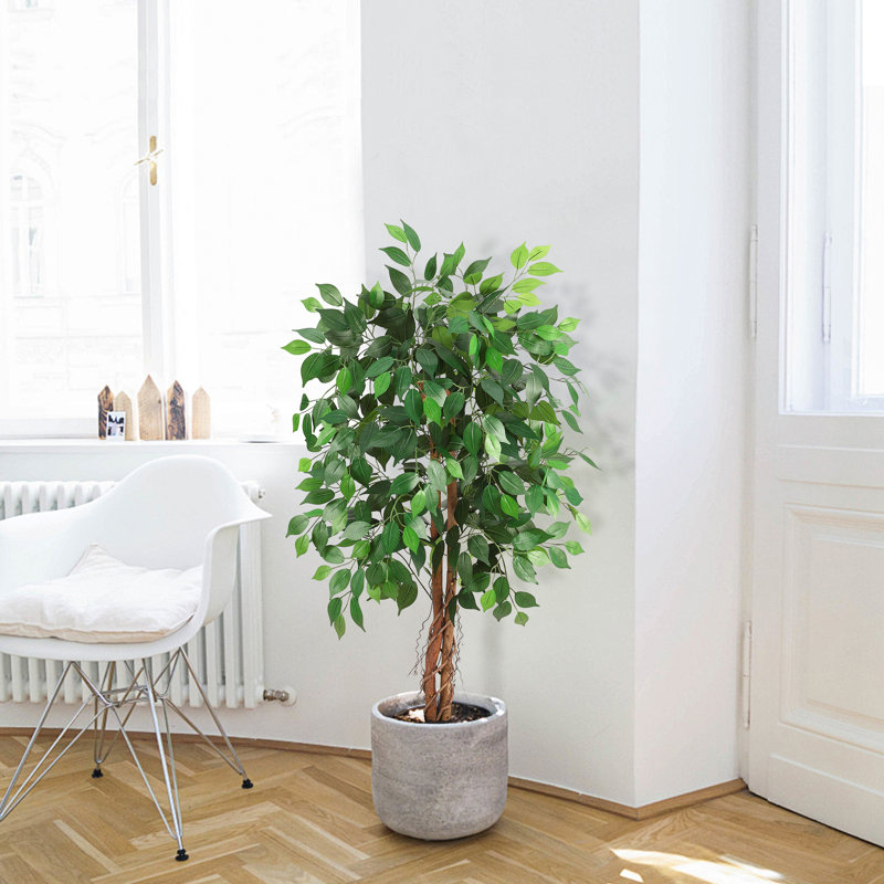 122cm Plant