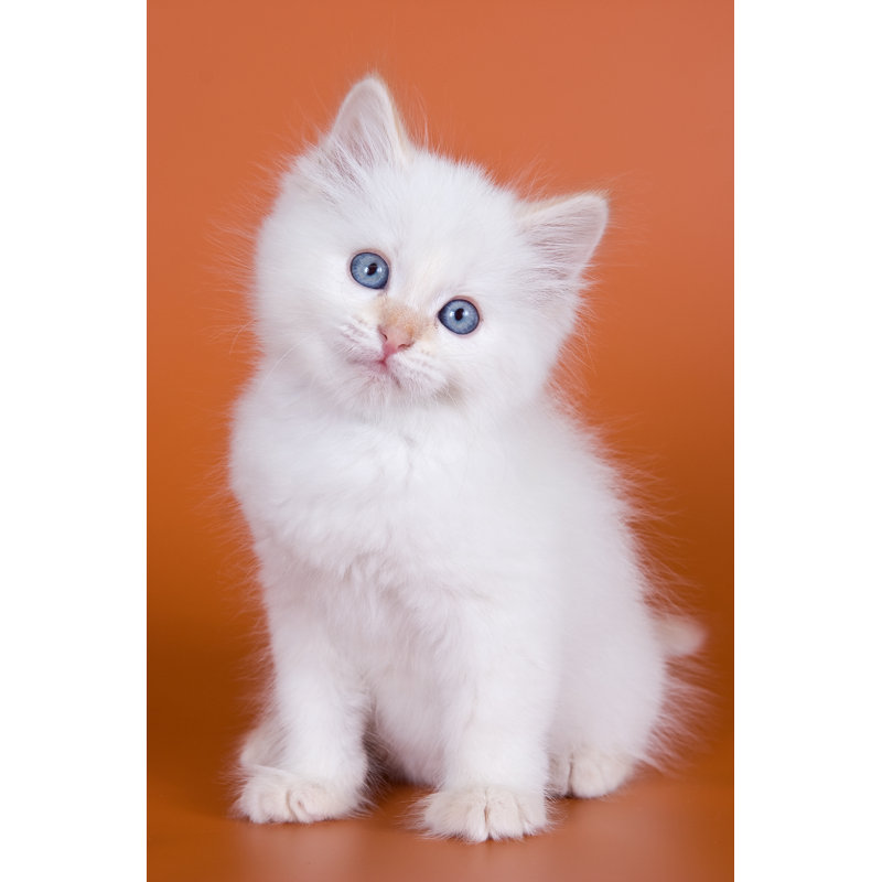 Chaton sibérien - Photographie sur toile tendue, L 8 po x H 12 po
