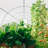 10' W x 20' D Hobby Greenhouse-88758876