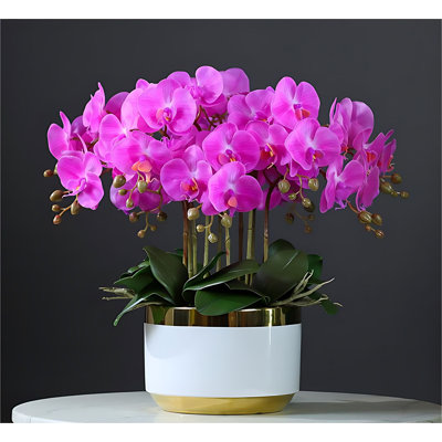 Orchids Arrangement in Pot