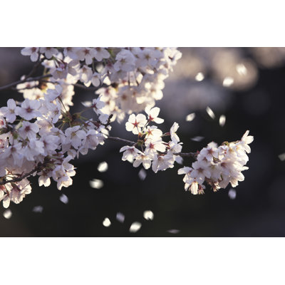 Cherry Blossoms With Falling Petals - Wrapped Canvas Print