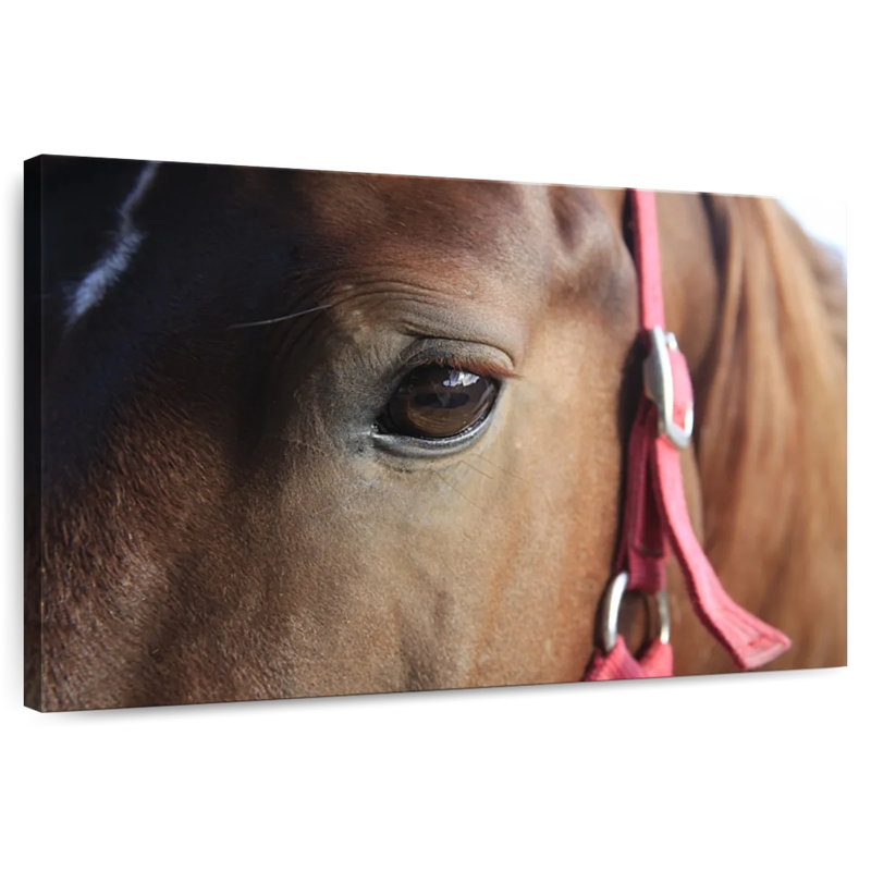 Brown Horse Eye, 8" H x 12" W