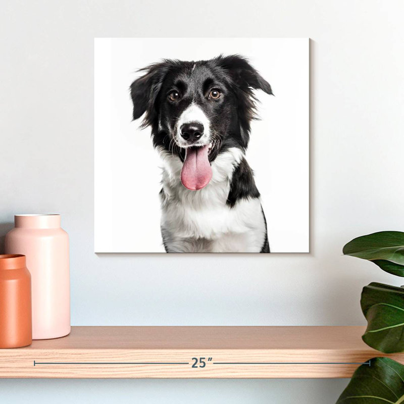 Border Collie, H 16 po x l 16 po