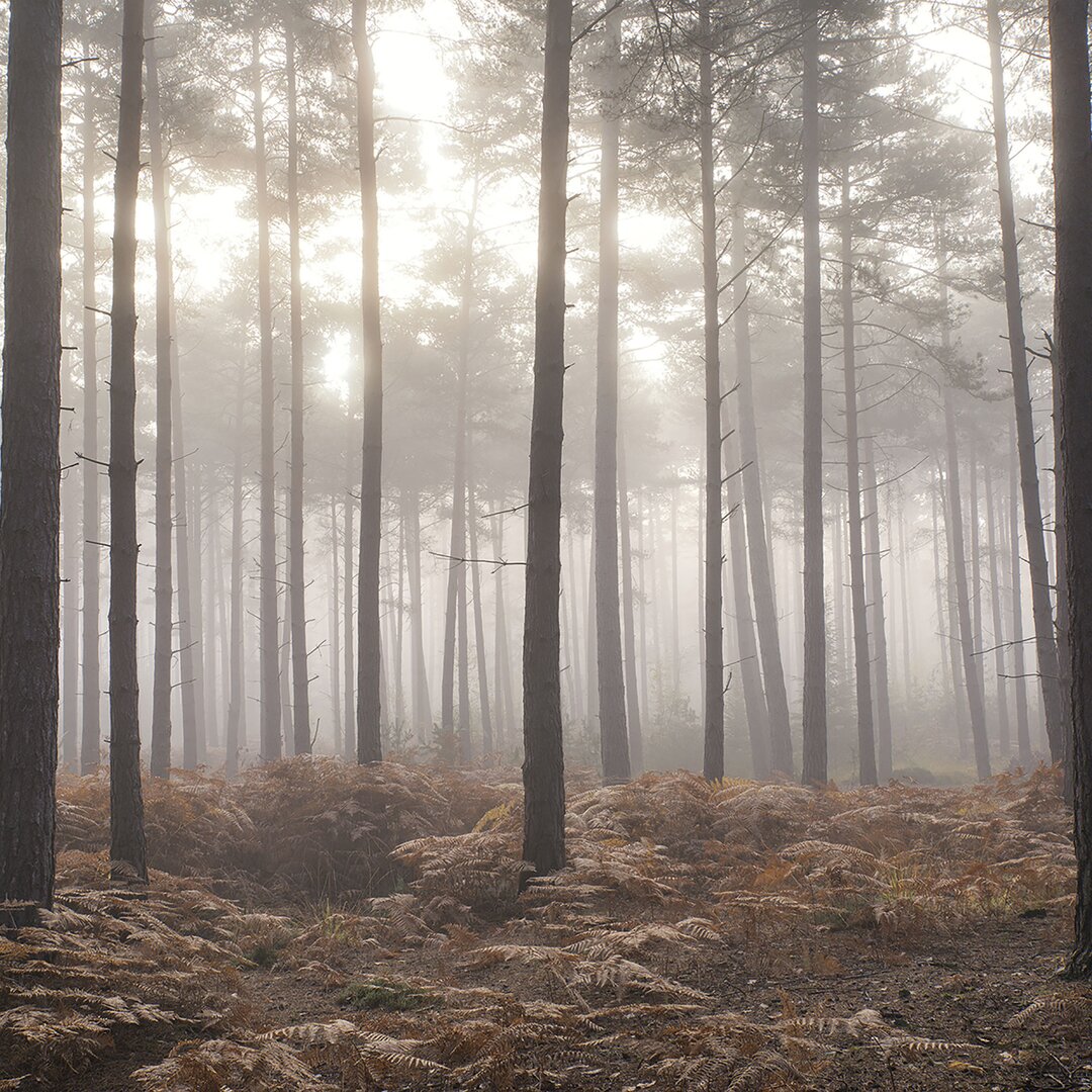 Fototapete Ronquillo Forest In The Mist 2,5 m 318 cm