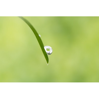 Blade of Grass de Kyoshino