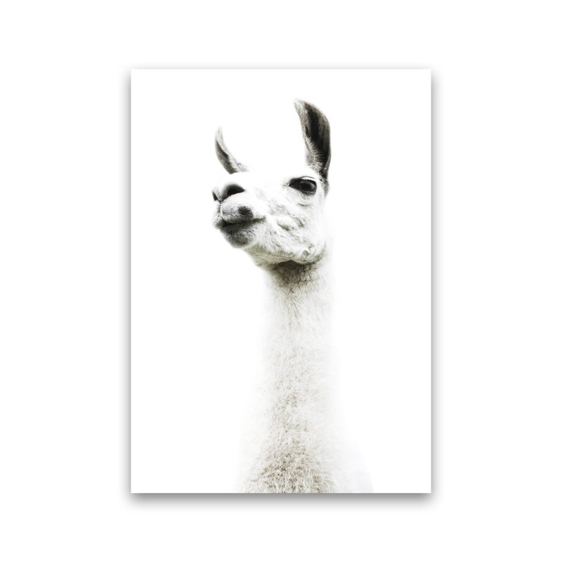 Llama II by Victoria Frost - Print, Unframed, 30cm H x 21cm W x 1cm D