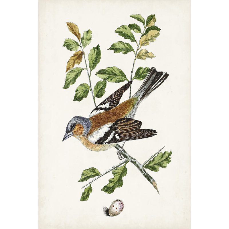 Antique Bird, Botanical And Egg II - Graphic Art, 76 cm H x 51 cm W, Wrapped Canvas