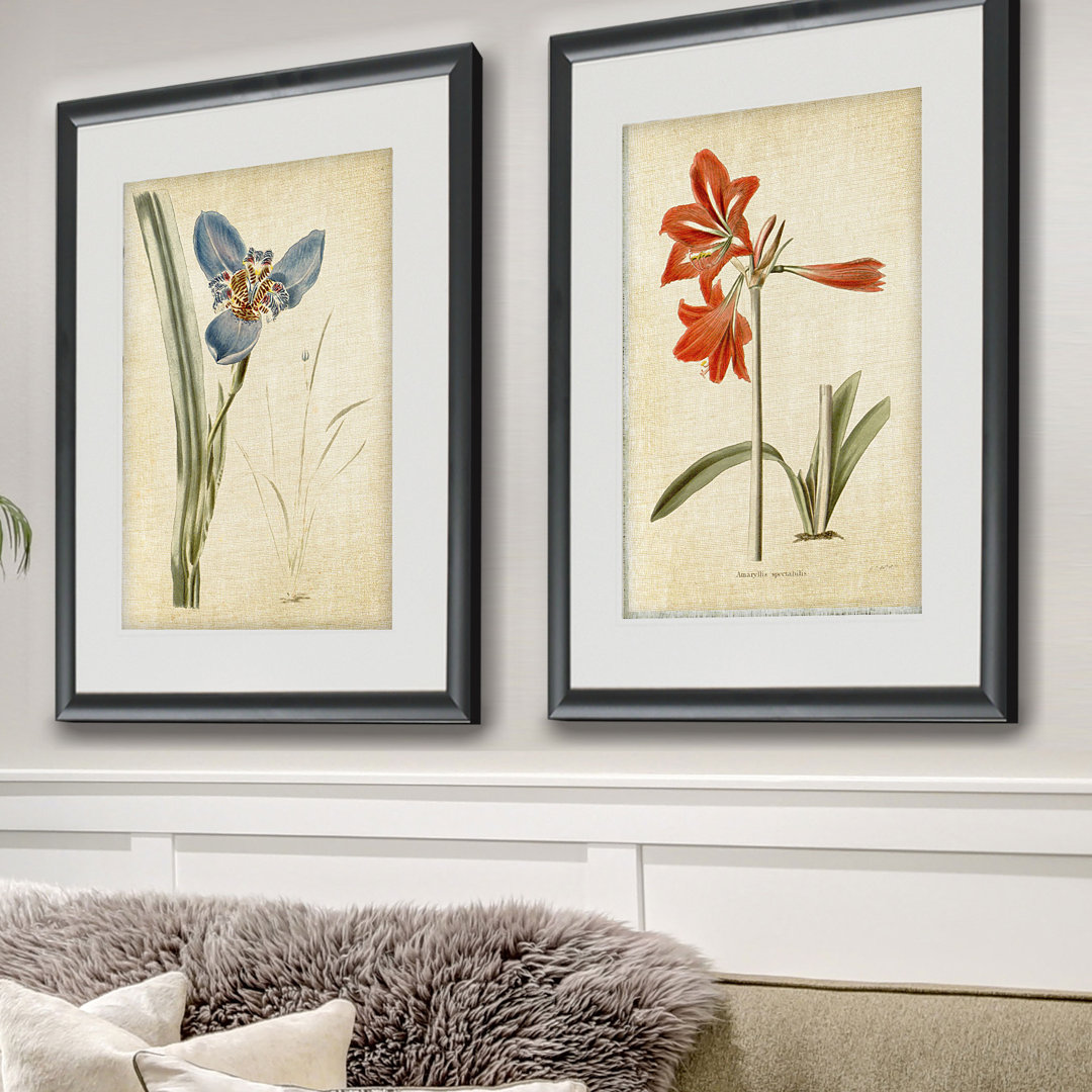 'Vintage Botanical Sketch I' 2 Piece Framed Acrylic Painting Print Set Alcott Hill® 