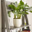 Perseus 79cm W Ladder Bookcase-1653274192