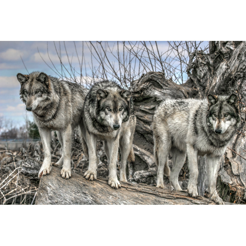 Wolves Standing - Wrapped Canvas Print, 30cm H x 46cm W