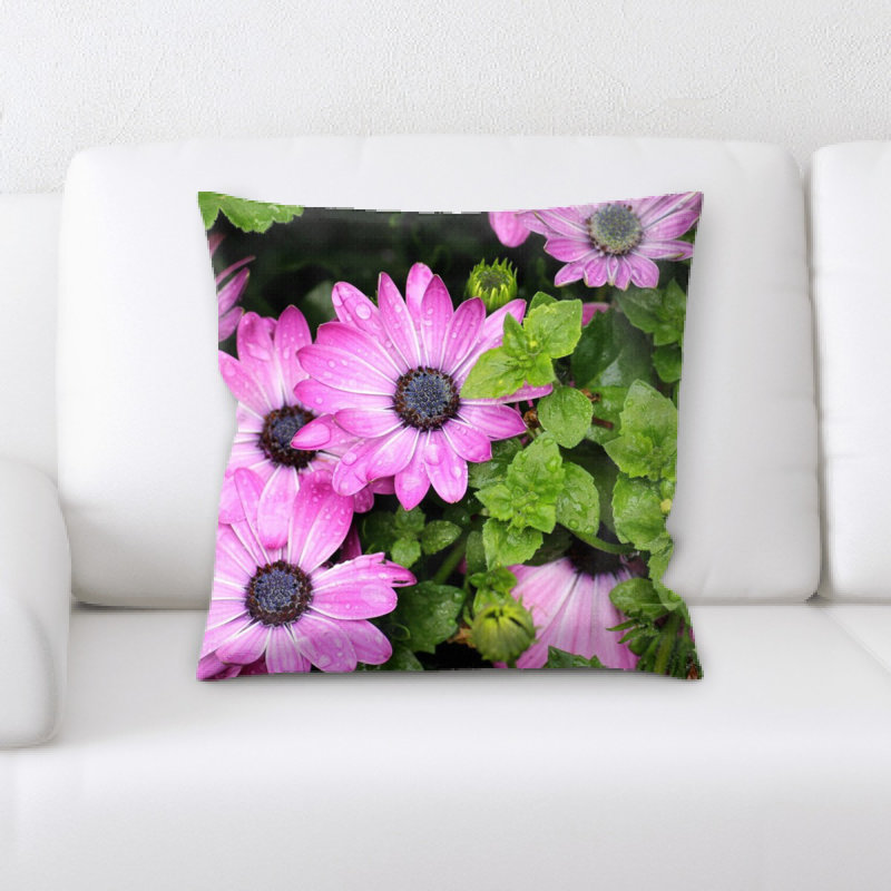Coussin osteospermum