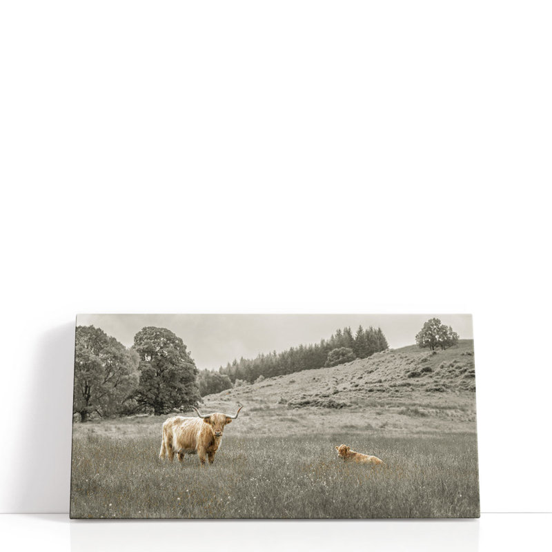 Highland Cow - reproduction d'art sur toile, H 10 po x l 20 po