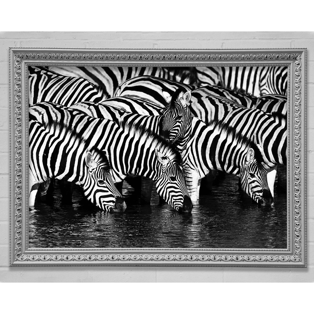 Zebra Trinken - Druck