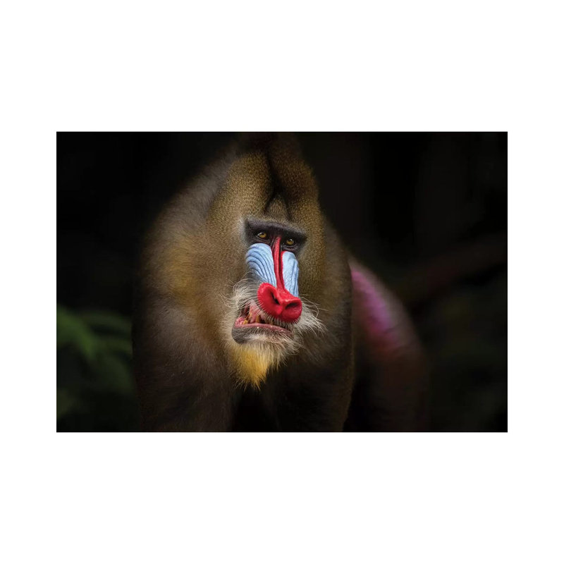 Mandrill dans la jungle, H 12 po x l 18 po x 1,5 po