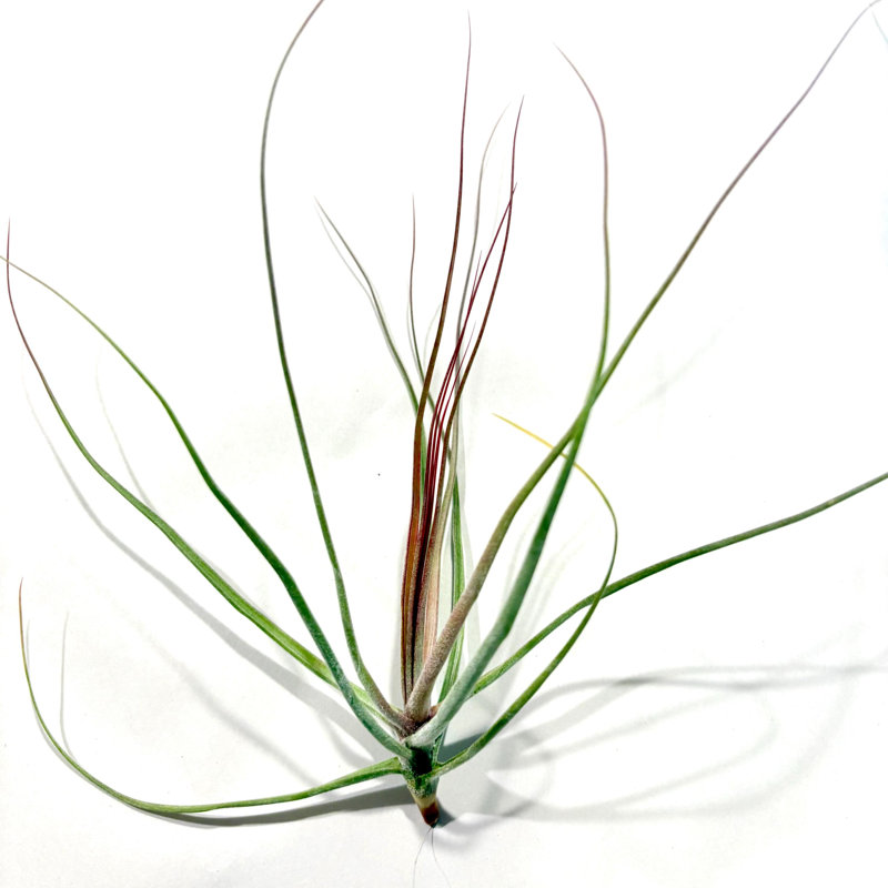Air Plant Schiedeana Red 5"-6"