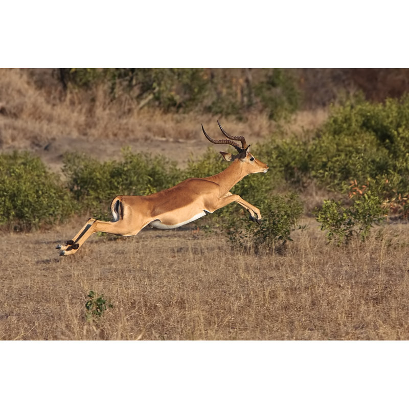 Impala Jump - Photographie sur toile tendue, H 8 po x l 12 po