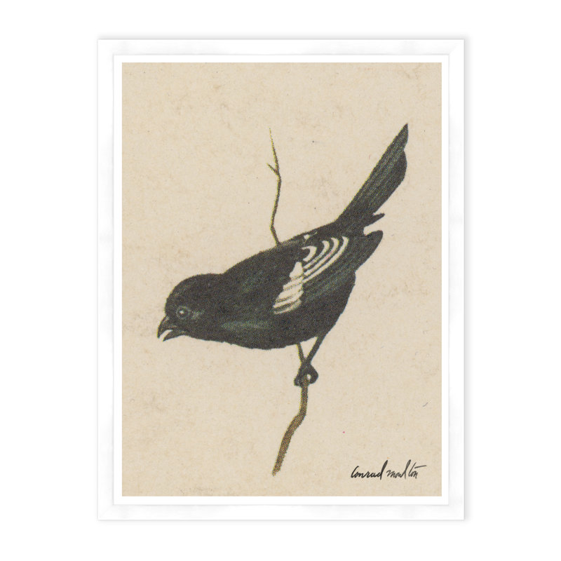 Lark Bunting Print