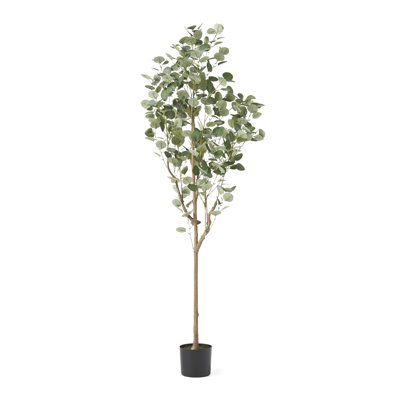 Aanya 71" Tree in Pot