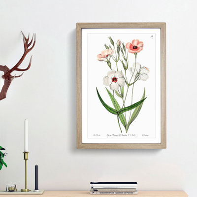 White & Pink Viscaria Flowers - Framed Print