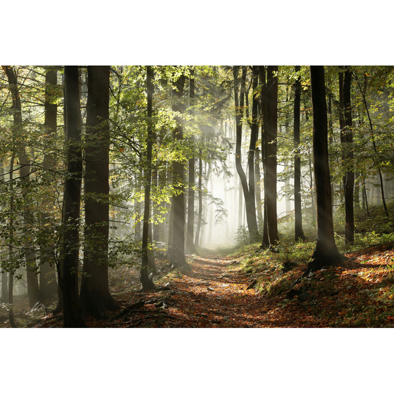 Autumnal Forest - Wrapped Canvas Print, 81cm H x 122cm W x 3.8cm D
