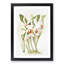 Magnolia Flowers Illustration Tab. 8 by Frederick Sander - Picture Frame Painting Print-55760255-55760256