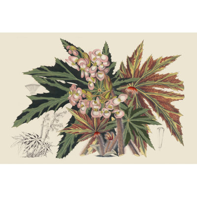 "Begonia Variétés I" par Stroobant - peinture sur toile tendue