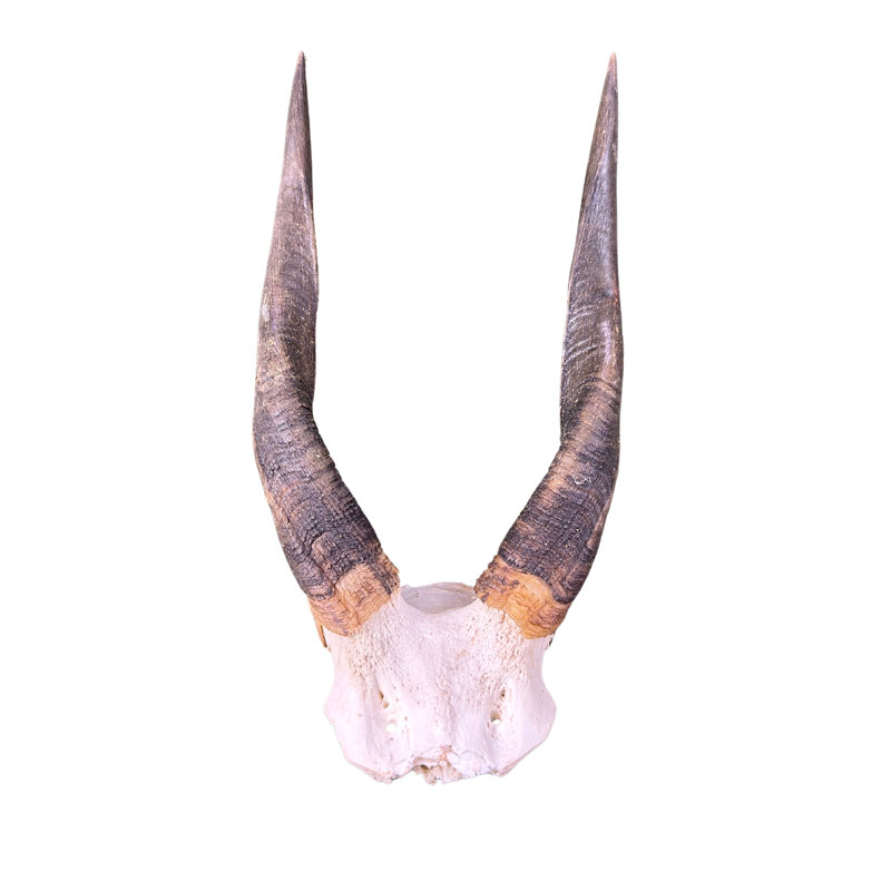Real Bushbuck Antelope Skull