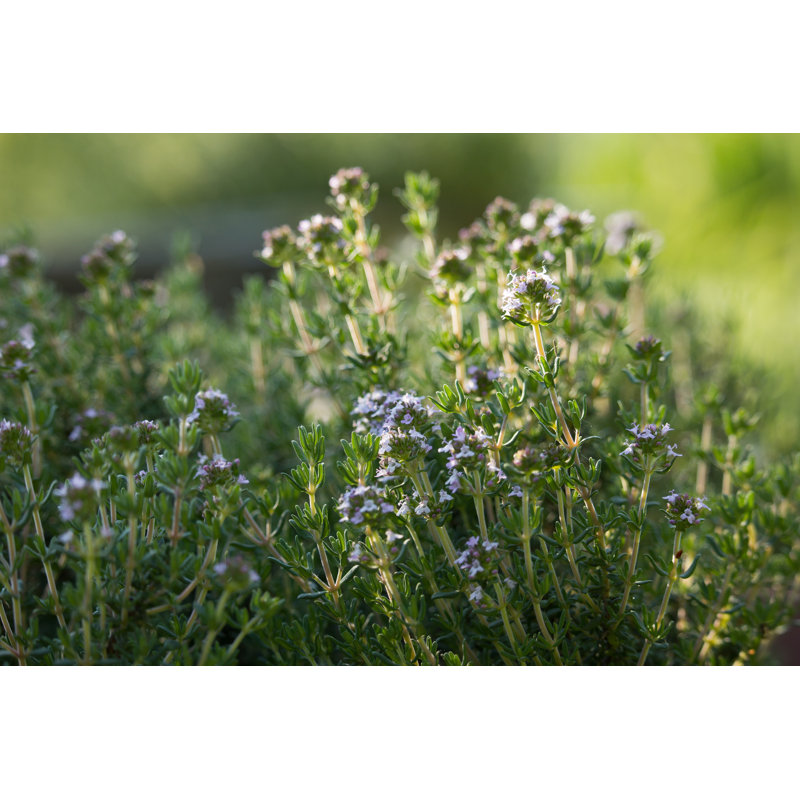 Thymus Flowers - Wrapped Canvas Print, 30cm H x 46cm W