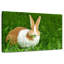 Lapin mangeant une feuille-1106541027