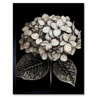 Talida Black And White Artistic Hydrangea Flower Plant - Single Picture Frame Print