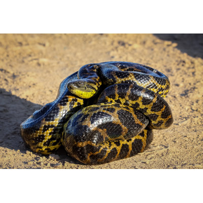 Anaconda jaune - photographie sur toile tendue