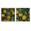 Pineapple Delight - motif tropical - ensemble de 2 collages carrés tropicaux-101865095-101865092