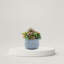 Bonsaï plante grasse 10 po