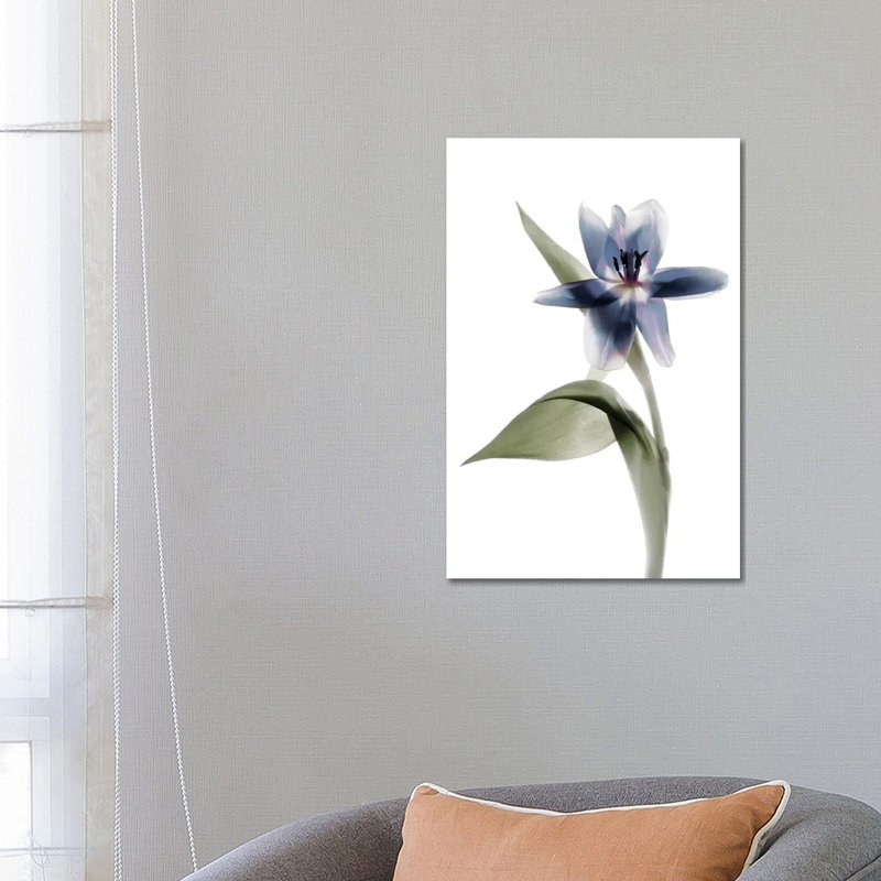 X-Ray Tulip VII by Judy Stalus - Wrapped Canvas Print, 66.04 cm H x 45.72 cm W
