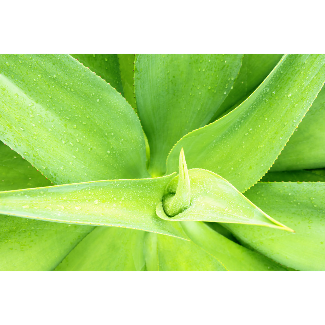 Frische Aloe Vera von CreativaImages - Leinwandbild