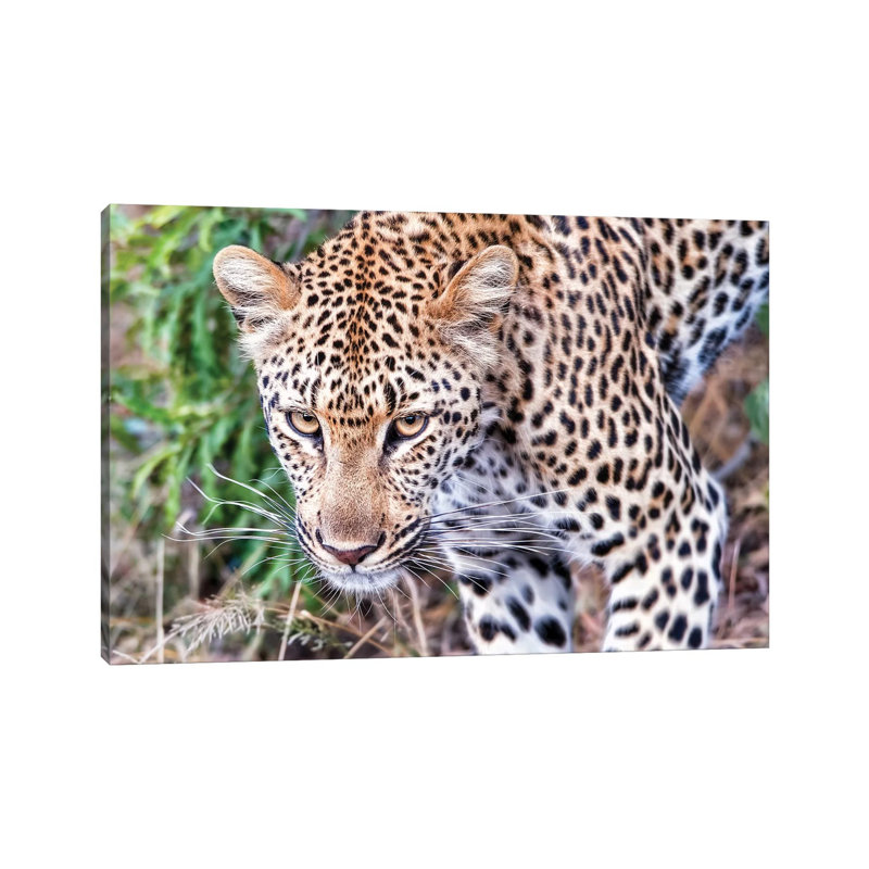 Leopard Close Up by MScottPhotography - Wrapped Canvas Print, 66.04 cm H x 45.72 cm W x 1.91 cm D