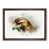 Walnut Framed